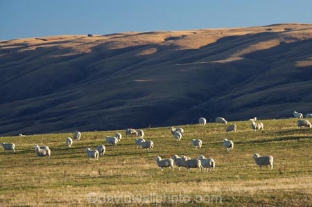 agricultural;agriculture;Animal;Animals;Central-Otago;Central-Otago-peneplain;country;countryside;ewes;farm;Farm-animals;farming;Farmland;farms;field;fields;flock;flocks;herbivore;herbivores;herbivorous;herd;herds;Lammermoor-Ranges;livestock;mammal;mammals;meadow;meadows;N.Z.;New-Zealand;NZ;Otago-peneplain;Outdoor;Outdoors;Outside;paddock;paddocks;pasture;pastures;rural;S.I.;sheep;SI;South-Is.;South-Island;stock;stock-livestock;Strath-Taieri;uiplands;upland