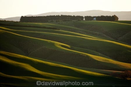 agricultural;agriculture;Central-Otago-peneplain;country;countryside;farm;farming;farmland;farms;field;fields;grass;grassy;green;hill;hills;Maungatua;Maungatuas;meadow;meadows;N.Z.;near-Dunedin;New-Zealand;NZ;Otago;Otago-peneplain;paddock;paddocks;pasture;pastures;Rolling-Farmland;rolling-hills;rural;S.I.;SI;South-Is.;South-Island;uiplands;upland