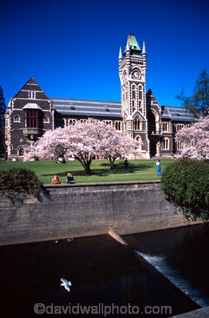 learn;student;blossom;historic;building;buildings;historical;leith;stream;lawn;clock;tower;education;learning;students;scarfies;campus;registry;degree;spring