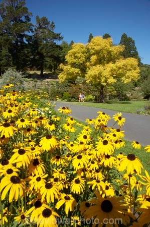 ash-tree;ash-trees;autumn;autumnal;Black_eyed-Susan-Flowers;bloom;blooming;blooms;Botanic-Garden;Botanic-Gardens;Botanical-Garden;Botanical-Gardens;city-garden;city-gardens;color;colorful;colour;colourful;council-garden;council-gardens;Dunedin;Dunedin-Botanic-Garden;Dunedin-Botanic-Gardens;Dunedin-Botanical-Garden;Dunedin-Botanical-Gardens;Dunedin-Gardens;fall;flower;flowers;Fraxinus-aureus;fresh;garden;gardens;Golden-Ash-Tree;Golden-Ashes;grow;growth;N.Z.;New-Zealand;NZ;Otago;plant;plants;Rudbeckia;S.I.;season;seasonal;seasons;SI;South-Is.;South-Island;spring;springtime;tree;trees;yellow