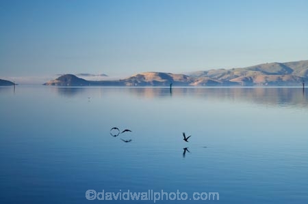calm;Dunedin;N.Z.;New-Zealand;NZ;Otago;Otago-Harbor;Otago-Harbour;Otago-Peninsula;placid;quiet;reflection;reflections;S.I.;Saint-Leonards;serene;SI;smooth;South-Is.;South-Island;St-Leonards;St.-Leonards;still;tranquil;water;glide;gliding;bird;birds