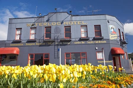 ale-house;ale-houses;bar;bars;bloom;blooming;blooms;Bonapartes-Restaurant;Caversham;civic-garden;civic-gardens;council-garden;council-gardens;Dunedin;flower;flowers;Forbury-Corner;free-house;free-houses;fresh;grow;growth;Hillside-Road;hotel;hotels;N.Z.;New-Zealand;NZ;Otago;pub;public-garden;public-gardens;public-house;public-houses;pubs;renew;S.I.;saloon;saloons;season;seasonal;seasons;SI;South-Dunedin;South-Is.;South-Island;spring;springtime;tavern;taverns;tulip;tulips;Waterloo-Hotel;yellow;yellow-tulip;Yellow-Tulips