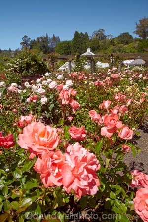 bloom;blooming;blooms;Botanic-Garden;Botanic-Gardens;Botanical-Garden;Botanical-Gardens;city-garden;city-gardens;color;colorful;colour;colourful;council-garden;council-gardens;Dunedin;Dunedin-Botanic-Garden;Dunedin-Botanic-Gardens;Dunedin-Botanical-Garden;Dunedin-Botanical-Gardens;Dunedin-Gardens;flower;flowers;fresh;garden;gardens;grow;growth;N.Z.;New-Zealand;NZ;Otago;pink;pink-rose;pink-roses;plant;plants;rose;rose-garden;rose-gardens;roses;S.I.;season;seasonal;seasons;SI;South-Is;South-Is.;South-Island;summer;yellow