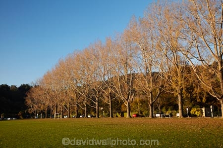 autuminal;autumn;autumn-colour;autumn-colours;autumnal;avenue;color;colors;colour;colours;deciduous;Dunedin;fall;leaf;leaves;Logan-Park;N.Z.;New-Zealand;North-Dunedin;NZ;Otago;S.I.;season;seasonal;seasons;SI;South-Is;South-Island;Sth-Is;tree;trees