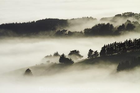 cloud;clouds;cloudy;Dunedin;fog;foggy;fogs;mist;mists;misty;monochromatic;monochrome;N.Z.;New-Zealand;NZ;Otago;Otago-Harbor;Otago-Harbour;Otago-Peninsula;S.I.;SI;South-Is.;South-Island;tree;trees;unusual-weather;weather