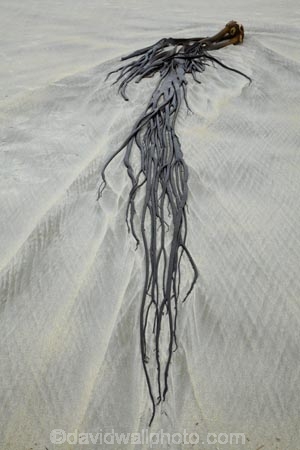 beach;beaches;brown-algar;Bull-Kelp;coast;coastal;coastline;coastlines;coasts;Dunedin;kelp;marine;N.Z.;New-Zealand;NZ;ocean;Otago;Otago-Peninsula;Pacific;Phaeophyceae;pneumatocyst;S.I.;salt-water;sand;Sandfly-Bay;sandy;sea;sea-weed;seaweed;shore;shoreline;shorelines;shores;SI;South-Is;South-Is.;South-Island;Sth-Is;vegetation;weed