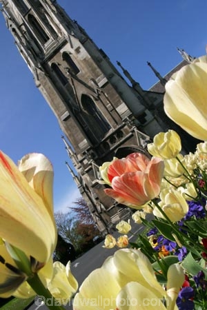 First-Church;Dunedin;Church;historic;colonial;tulips;tulip;flower;flowers;flowerbed;colourful;yellow;purple;angle;lean;tilt