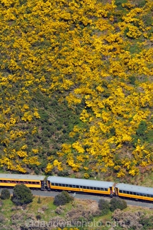 Bloom;carriage;carriages;common-gorse;country;countryside;Dunedin;excursion;furze;gorse;gorse-flower;gorse-flowers;Gorse-in-Flower;heritage;Hindon;invasive-plant-species;N.Z.;New-Zealand;noxious-plant;noxious-plants;noxious-weed;noxious-weeds;NZ;old;Otago;Passenger-Train;Passenger-Trains;rail;railroad;railroads;rails;railway;railways;rural;S.I.;season;seasonal;seasons;SI;South-Is;South-Is.;South-Island;spring;spring-time;spring_time;springtime;Sth-Is;Taieri;Taieri-Gorge;Taieri-Gorge-Excursion-Train;Taieri-Gorge-Train;tourism;train;trains;transport;transportation;travel;Ulex-europaeus;weed;weeds;whin;yellow;yellow-flower;yellow-flowers