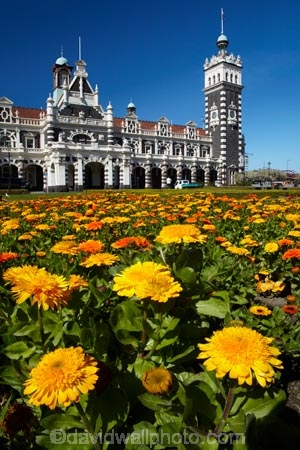 1906;architectural;architecture;bloom;blooming;blooms;building;buildings;clock;clock-tower;clock-towers;color;colorful;colors;colour;colourful;colours;council-gardens;Dunedin;Dunedin-Railway-Station;Flemish-Renaissance-style;floral;flower;flower-bed;flower-beds;flower-garden;flower-gardens;flowers;fresh;garden;gardens;George-A-Troup;Gingerbread-George;grow;growth;heritage;historic;historic-building;historic-buildings;historical;historical-building;historical-buildings;history;N.Z.;New-Zealand;NZ;old;orange;Otago;rail-station;rail-stations;railroad;railroads;railway;railway-station;railway-stations;railways;renew;S.I.;season;seasonal;seasons;SI;South-Is;South-Is.;South-Island;spring;Spring-Flowers;spring-time;spring_time;springtime;Sth-Is;tradition;traditional;train-station;train-stations;transport;transportation;yellow