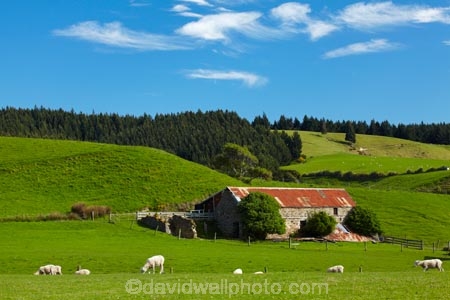 abandon;abandoned;agricultural;agriculture;animal;animals;barn;barns;Brighton;building;buildings;character;corrugated-iron;corrugated-metal;corrugated-steel;country;countryside;derelict;derelict-building;dereliction;deserted;desolate;desolation;destruction;domestic-stock;Dunedin;ewes;farm;farm-animals;Farm-Building;Farm-Buildings;Farm-Shed;Farm-Sheds;farming;farmland;farms;field;fields;herbivore;herbivores;herbivorous;heritage;historic;historic-building;historic-buildings;Historic-Ruins;historical;historical-building;historical-buildings;history;Kuri-Bush;livestock;lush;mammal;mammals;meadow;meadows;N.Z.;neglect;neglected;New-Zealand;NZ;old;old-fashioned;old_fashioned;Otago;outdoor;outdoors;outside;paddock;paddocks;pasture;pastures;roofing-iron;roofing-metal;ruin;ruins;run-down;rural;rustic;S.I.;Shearing-Shed;Shearing-Sheds;sheep;Sheep-Shed;Sheep-Sheds;SI;South-Is;South-Island;Sth-Is;stock;stone;stone-barn;stone-barns;stone-building;stone-buildings;stone-shed;Taieri-Mouth;tradition;traditional;vintage;white;Wool-Shed;Wool-Sheds;woolshed;woolsheds;zincalume