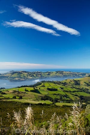 agricultural;agriculture;Austroderia;cloud;clouds;country;countryside;Dunedin;farm;farming;farmland;farms;field;fields;Martins-Hill;meadow;meadows;N.Z.;New-Zealand;NZ;Otago;Otago-Harbor;Otago-Harbour;Otago-Peninsula;paddock;paddocks;pasture;pastures;rural;sky;South-Is;South-Island;Sth-Is;toetoe;toetoe-grass;toitoi;toitoi-grass;unusual-clouds;Upper-Junction;weather