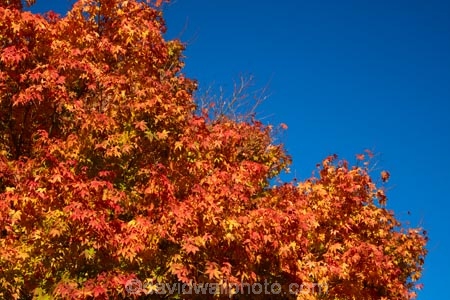 autuminal;autumn;autumn-colour;autumn-colours;autumn-tree;autumn-trees;autumnal;Botanic-Garden;Botanic-Gardens;Botanical-Garden;Botanical-Gardens;city-garden;city-gardens;color;colors;colour;colours;council-garden;council-gardens;deciduous;Dunedin;Dunedin-Botanic-Garden;Dunedin-Botanic-Gardens;Dunedin-Botanical-Garden;Dunedin-Botanical-Gardens;Dunedin-Gardens;fall;garden;gardens;leaf;leaves;Maple;maple-leaf;maple-leaves;N.Z.;New-Zealand;North-Dunedin;NZ;Otago;plant;plants;S.I.;season;seasonal;seasons;SI;South-Is;South-Is.;South-Island;Sth-Is;tree;trees