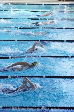 competition-sport;dive;diving;Dunedin;lane;lanes;Moana-Pool;N.Z.;New-Zealand;NZ;pool;pools;race;races;S.I.;SI;South-Is.;South-Island;sport;sports;start;starting;starts;swim;Swimming-Races;water;water-sports