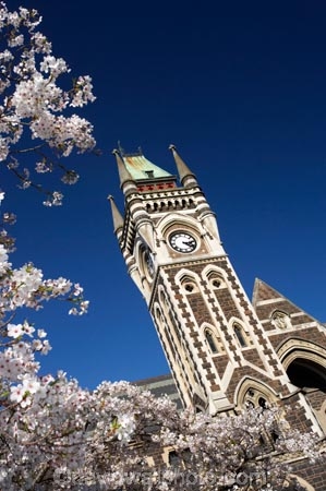 bloom;blooming;blooms;blossom;blossoming;blossoms;building;buildings;Clock-Tower;Clock-Towers;college;colleges;Dunedin;education;fresh;grow;growth;heritage;historic;historic-building;historic-buildings;historical;historical-building;historical-buildings;Historical-Registry-Building;history;N.Z.;New-Zealand;NZ;old;Otago;Otago-University;Registry-Building;renew;S.I.;season;seasonal;seasons;SI;South-Is.;South-Island;spring;springtime;tertiary-education;tradition;traditional;universities;University-of-Otago