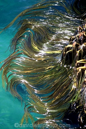 blade;blades;brown-algar;canopy;coast;kelp-bed;kelpbed;marine;ocean;Pacific;Phaeophyceae;pneumatocyst;salt-water;sea;sea-weed;sea,sea;seaweed;stem;stems;stipe;vegetation;vertical;vertically;weed
