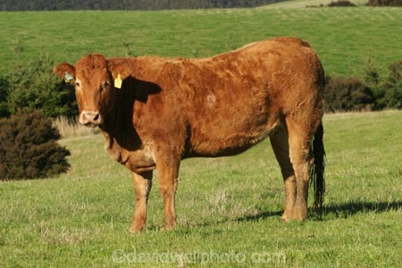 agricultural;agriculture;animal;animals;beef;brown;brown-cow;brown-cows;calves;cattle;country;countryside;cow;cows;farm;farming;farmland;farms;field;fields;fur;grass;grassy;Herbivore;Herbivores;Herbivorous;Livestock;mammal;mammals;meadow;meadows;new-zealand;paddock;paddocks;pasture;pastures;rural;south-island;stock;taieri