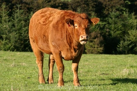 agricultural;agriculture;animal;animals;beef;brown;brown-cow;brown-cows;calves;cattle;country;countryside;cow;cows;farm;farming;farmland;farms;field;fields;fur;grass;grassy;Herbivore;Herbivores;Herbivorous;Livestock;mammal;mammals;meadow;meadows;new-zealand;paddock;paddocks;pasture;pastures;rural;south-island;stock;taieri