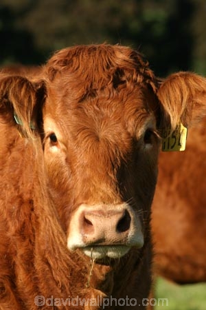 agricultural;agriculture;animal;animals;beef;brown;brown-cow;brown-cows;calves;cattle;country;countryside;cow;cows;farm;farming;farmland;farms;field;fields;fur;grass;grassy;Herbivore;Herbivores;Herbivorous;Livestock;mammal;mammals;meadow;meadows;new-zealand;paddock;paddocks;pasture;pastures;rural;south-island;stock;taieri