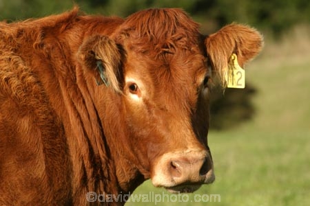 agricultural;agriculture;animal;animals;beef;brown;brown-cow;brown-cows;calves;cattle;country;countryside;cow;cows;farm;farming;farmland;farms;field;fields;fur;grass;grassy;Herbivore;Herbivores;Herbivorous;Livestock;mammal;mammals;meadow;meadows;new-zealand;paddock;paddocks;pasture;pastures;rural;south-island;stock;taieri