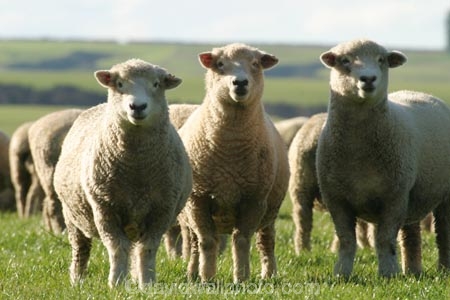 agriculture;Animal;Animals;Countryside;Daytime;farm;Farm-animals;farming;farms;field;fields;flock;flocks;grassy;Herbivore;Herbivores;Herbivorous;herd;herds;Livestock;Mammal;Mammals;Mass;meadow;meadows;Outdoor;Outdoors;Outside;paddock;paddocks;pasture;pastures;Rural;Sheep;wool;woolly;wooly