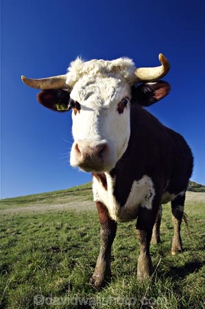 agricultural;agriculture;animal;animals;calves;cattle;country;countryside;cow;cows;dairy;dairy-cow;dairy-cows;dunedin;farm;farming;farmland;farms;field;fields;fur;grass;grassy;Herbivore;Herbivores;Herbivorous;horn;horns;horticulture;Livestock;mammal;mammals;meadow;meadows;new-zealand;otago-peninsula;paddock;paddocks;pasture;pastures;rural;south-island;stock;taieri