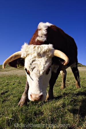 agricultural;agriculture;animal;animals;calves;cattle;country;countryside;cow;cows;dairy;dairy-cow;dairy-cows;dunedin;farm;farming;farmland;farms;field;fields;fur;grass;grassy;Herbivore;Herbivores;Herbivorous;horn;horns;horticulture;Livestock;mammal;mammals;meadow;meadows;new-zealand;otago-peninsula;paddock;paddocks;pasture;pastures;rural;south-island;stock;taieri
