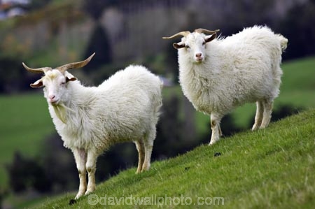 agricultural;agriculture;country;countryside;farm;farming;farmland;farms;fibre;field;fields;goat;goats;horn;horns;horticulture;long-horn;long-horned;long-horns;meadow;meadows;paddock;paddocks;pasture;pastures;rural;wool;wooly