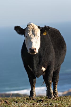 agricultural;agriculture;animal;animals;calves;cattle;country;countryside;cow;cows;dairy;dairy-cow;dairy-cows;dunedin;farm;farming;farmland;farms;field;fields;fur;grass;grassy;Herbivore;Herbivores;Herbivorous;horn;horns;horticulture;Livestock;mammal;mammals;meadow;meadows;new-zealand;otago-peninsula;paddock;paddocks;pasture;pastures;rural;south-island;stock