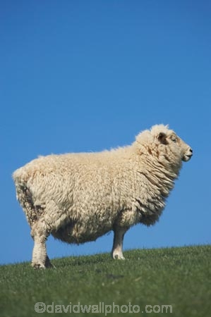agricultural;agriculture;Animal;Animals;country;countryside;Dunedin;ewes;farm;Farm-animals;farming;farmland;farms;field;fields;grass;green;herbivore;herbivores;herbivorous;livestock;mammal;mammals;meadow;meadows;N.Z.;New-Zealand;NZ;Otago;Outdoor;Outdoors;Outside;paddock;paddocks;pasture;pastures;rural;S.I.;Sheep;SI;South-Is.;South-Island;stock;white;wool;woolly;wooly