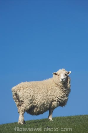 agricultural;agriculture;Animal;Animals;country;countryside;Dunedin;ewes;farm;Farm-animals;farming;farmland;farms;field;fields;grass;green;herbivore;herbivores;herbivorous;livestock;mammal;mammals;meadow;meadows;N.Z.;New-Zealand;NZ;Otago;Outdoor;Outdoors;Outside;paddock;paddocks;pasture;pastures;rural;S.I.;Sheep;SI;South-Is.;South-Island;stock;white;wool;woolly;wooly