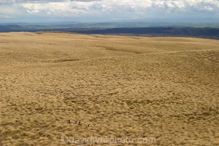 Southern-Traverse;Southern-Traverse-2003;Southern-Traverse-Adventure-Race;Dunedin;Otago;New-Zealand;athlete;athletes;endure;endurance;stamina;challenge;effort;marathon;long-distance;long_distance;team;teams;team-member;team-members;team_member;team_members;compete;competing;competition;competitor;competitors;race;racing;walk;walking;hike;hiker;hikers;hiking;hikes;tramp;tramping;tramper;trampers;tramps;single-file;single_file;indian-file;indian_file;tarn;remote;wilderness;high-country;high_country;tussock;tussocks;tussock-land;grass;grassland;grasslands;path;paths;road;roads;track;tracks;dirt-road;gravel;dirt;Southern-Traverse;Southern-Traverse-2003;Southern-Traverse-Adventure-Race;Dunedin;Otago;New-Zealand;athlete;athletes;endure;endurance;stamina;challenge;effort;marathon;long-distance;long_distance;tarn;remote;wilderness;high-country;high_country;tussock;tussocks;tussock-land;grass;grassland;grasslands