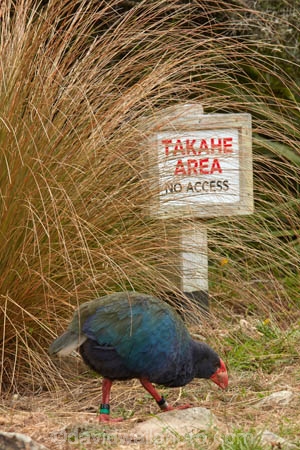 Animal;animals;avian;bird;bird-spotting;bird-watching;bird_watching;birds;Dunedin;eco-tourism;eco_tourism;Ecosanctuary;ecotourism;Fauna;flightless;flightless-bird;N.Z.;Natural;Nature;New-Zealand;notornis;NZ;Orakanui;Orakanui-Ecosanctuary;Ornithology;Orokanui;Orokanui-Ecosanctuary;Porphyrio-hochstetteri;predator-free;reserve;S.I.;SI;South-Island;South-Island-Takahe;Takahe;takahes;wild;wildlife;wildlife-reserve;sign;Takahe-Area