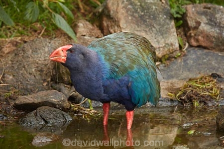 Animal;animals;avian;bird;bird-spotting;bird-watching;bird_watching;birds;Dunedin;eco-tourism;eco_tourism;Ecosanctuary;ecotourism;Fauna;flightless;flightless-bird;N.Z.;Natural;Nature;New-Zealand;notornis;NZ;Orakanui;Orakanui-Ecosanctuary;Ornithology;Orokanui;Orokanui-Ecosanctuary;Porphyrio-hochstetteri;predator-free;reserve;S.I.;SI;South-Island;South-Island-Takahe;Takahe;takahes;wild;wildlife;wildlife-reserve