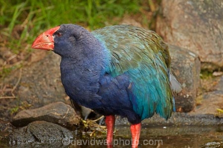 Animal;animals;avian;bird;bird-spotting;bird-watching;bird_watching;birds;Dunedin;eco-tourism;eco_tourism;Ecosanctuary;ecotourism;Fauna;flightless;flightless-bird;N.Z.;Natural;Nature;New-Zealand;notornis;NZ;Orakanui;Orakanui-Ecosanctuary;Ornithology;Orokanui;Orokanui-Ecosanctuary;Porphyrio-hochstetteri;predator-free;reserve;S.I.;SI;South-Island;South-Island-Takahe;Takahe;takahes;wild;wildlife;wildlife-reserve