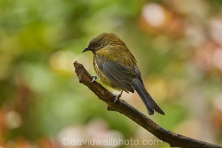 Animal;animals;Anthornis-melanura;avian;Bellbird;bellbirds;bird;bird-spotting;bird-watching;bird_watching;birds;Dunedin;eco-tourism;eco_tourism;Ecosanctuary;ecotourism;Fauna;N.Z.;Natural;Nature;New-Zealand;NZ;Orakanui;Orakanui-Ecosanctuary;Ornithology;Orokanui;Orokanui-Ecosanctuary;predator-free;reserve;S.I.;SI;South-Island;wild;wildlife;wildlife-reserve