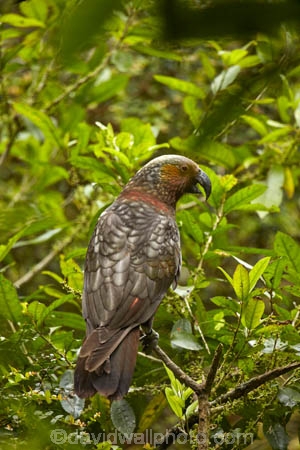 Animal;animals;avian;bird;bird-spotting;bird-watching;bird_watching;birds;Dunedin;eco-tourism;eco_tourism;Ecosanctuary;ecotourism;Fauna;kaka;kakas;N.Z.;Natural;Nature;nestor;Nestor-meridionali;New-Zealand;NZ;Orakanui;Orakanui-Ecosanctuary;Ornithology;Orokanui;Orokanui-Ecosanctuary;predator-free;reserve;S.I.;SI;South-Island;wild;wildlife;wildlife-reserve