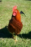 animal;animals;avian;bird;birds;chicken;chickens;chook;chooks;cock;cocks;Dunedin;Fauna;Feather;fowl;fowls;hen;hens;N.Z.;New-Zealand;NZ;Otago;Port-Chalmers;poulet;rooster;roosters;S.I.;SI;South-Is.;South-Island;Wild-Chickens