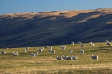 agricultural;agriculture;Animal;Animals;Central-Otago;Central-Otago-peneplain;country;countryside;ewes;farm;Farm-animals;farming;Farmland;farms;field;fields;flock;flocks;herbivore;herbivores;herbivorous;herd;herds;Lammermoor-Ranges;livestock;mammal;mammals;meadow;meadows;N.Z.;New-Zealand;NZ;Otago-peneplain;Outdoor;Outdoors;Outside;paddock;paddocks;pasture;pastures;rural;S.I.;sheep;SI;South-Is.;South-Island;stock;stock-livestock;Strath-Taieri;uiplands;upland