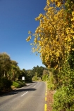 bloom;blooming;blooms;blue;city-garden;city-gardens;council-garden;council-gardens;Dunedin;Dunedin-Botanic-Garden;Dunedin-Botanic-Gardens;Dunedin-Botanical-Garden;Dunedin-Botanical-Gardens;flower;flowers;fresh;garden;gardens;golden;grow;growth;kowhai;kowhai-flower;kowhai-flowers;Kowhai-Flowers-in-Spring;kowhai-tree;kowhai-trees;Lovelock-Ave;Lovelock-Avenue;N.Z.;New-Zealand;NZ;Otago;renew;road;roads;S.I.;season;seasonal;seasons;SI;Sophora-sp;South-Is.;South-Island;spring;springtime;street;streets;yellow