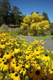 ash-tree;ash-trees;autumn;autumnal;Black_eyed-Susan-Flowers;bloom;blooming;blooms;Botanic-Garden;Botanic-Gardens;Botanical-Garden;Botanical-Gardens;city-garden;city-gardens;color;colorful;colour;colourful;council-garden;council-gardens;Dunedin;Dunedin-Botanic-Garden;Dunedin-Botanic-Gardens;Dunedin-Botanical-Garden;Dunedin-Botanical-Gardens;Dunedin-Gardens;fall;flower;flowers;Fraxinus-aureus;fresh;garden;gardens;Golden-Ash-Tree;Golden-Ashes;grow;growth;N.Z.;New-Zealand;NZ;Otago;plant;plants;Rudbeckia;S.I.;season;seasonal;seasons;SI;South-Is.;South-Island;spring;springtime;tree;trees;yellow
