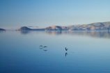 calm;Dunedin;N.Z.;New-Zealand;NZ;Otago;Otago-Harbor;Otago-Harbour;Otago-Peninsula;placid;quiet;reflection;reflections;S.I.;Saint-Leonards;serene;SI;smooth;South-Is.;South-Island;St-Leonards;St.-Leonards;still;tranquil;water;glide;gliding;bird;birds