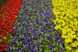 bloom;blooming;blooms;color;colorful;colors;colour;colourful;colours;council-gardens;Dunedin;Dunedin-Railway-Station;floral;flower;flower-bed;flower-beds;flower-garden;flower-gardens;flowers;fresh;Garden;gardens;grow;growth;N.Z.;New-Zealand;NZ;old;Otago;purple;red;renew;S.I.;season;seasonal;seasons;SI;South-Is;South-Is.;South-Island;Spring-Flowers;Sth-Is;yellow