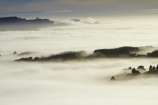 cloud;clouds;cloudy;Dunedin;fog;foggy;fogs;mist;mists;misty;monochromatic;monochrome;N.Z.;New-Zealand;NZ;Otago;Otago-Harbor;Otago-Harbour;Otago-Peninsula;S.I.;SI;South-Is.;South-Island;tree;trees;unusual-weather;weather