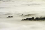 cloud;clouds;cloudy;Dunedin;fog;foggy;fogs;mist;mists;misty;monochromatic;monochrome;N.Z.;New-Zealand;NZ;Otago;Otago-Harbor;Otago-Harbour;Otago-Peninsula;S.I.;SI;South-Is.;South-Island;tree;trees;unusual-weather;weather