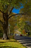 Anzac-Ave;Anzac-Avenue;autuminal;autumn;autumn-colour;autumn-colours;autumnal;avenue;avenues;color;colors;colour;colours;deciduous;Dunedin;fall;gold;golden;leaf;leaves;N.Z.;New-Zealand;NZ;Otago;S.I.;season;seasonal;seasons;SI;South-Is;South-Is.;South-Island;Sth-Is;tree;trees;yellow