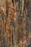 basalt;basalt-column;basalt-columns;basalt-formation;basalt-formations;basalt-organ_pipe-extrusions;basaltic-lava;bluff;bluffs;cliff;cliffs;coast;coastal;coastline;coastlines;coasts;columnar-basalt;columnar-jointed-basalt;Dunedin;extrusive-volcanic-rock;formations;geological;geology;hexagonal-basalt-columns;hexagonally-jointed-basalt-columns;lava-column;lava-columns;N.Z.;New-Zealand;Otago;Otago-Peninsula;polygonal;rock;rock-column;rock-columns;rock-formation;rock-formations;rock-outcrop;rock-outcrops;rocks;S.I.;Sandymount;SI;South-Is;South-Island;Sth-Is;stone;volcanic;volcanic-column;volcanic-columns;volcanic-formation;volcanic-formations;volcanic-rock
