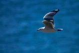 Chroicocephalus-scopulinus;Dunedin;gull;gulls;Larus-novaehollandiae;N.Z.;New-Zealand;NZ;Otago;Otago-Peninsula;Red-billed-Gull;Red-billed-Gulls;Red_billed-Gull;Red_billed-Gulls;Redbilled-Gull;Redbilled-Gulls;S.I.;seagull;seagulls;SI;South-Is;South-Island;Sth-Is;Taiaroa-Head