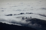 Dunedin;fog;foggy;fogs;mist;mists;misty;morning;N.Z.;New-Zealand;NZ;Otago;silhouette;silhouettes;South-Is;South-Island;Sth-Is;tree;trees;weather