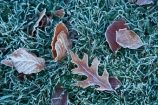 autuminal;autumn;autumn-colour;autumn-colours;autumn-tree;autumn-trees;autumnal;Botanic-Garden;Botanic-Gardens;Botanical-Garden;Botanical-Gardens;city-garden;city-gardens;cold;color;colors;colour;colours;council-garden;council-gardens;deciduous;Dunedin;Dunedin-Botanic-Garden;Dunedin-Botanic-Gardens;Dunedin-Botanical-Garden;Dunedin-Botanical-Gardens;Dunedin-Gardens;fall;freezing;frost;frosts;frosty;frosty-grass;frosty-leaf;frosty-leaves;garden;gardens;leaf;leaves;N.Z.;New-Zealand;North-Dunedin;NZ;oak;oak-leaf;oak-leaves;Otago;plant;plants;S.I.;season;seasonal;seasons;SI;South-Is;South-Is.;South-Island;Sth-Is