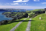 agricultural;agriculture;country;countryside;dunedin;farm;farming;farmland;farms;field;fields;grazing;harbor;harbours;highcliff-road;meadow;meadows;new-zealand;otago-harbor;otago-harbour;otago-peninsula;paddock;paddocks;pasture;pastures;rural;scenary;scenery;scenic;sheep;south-island;tree;trees;view